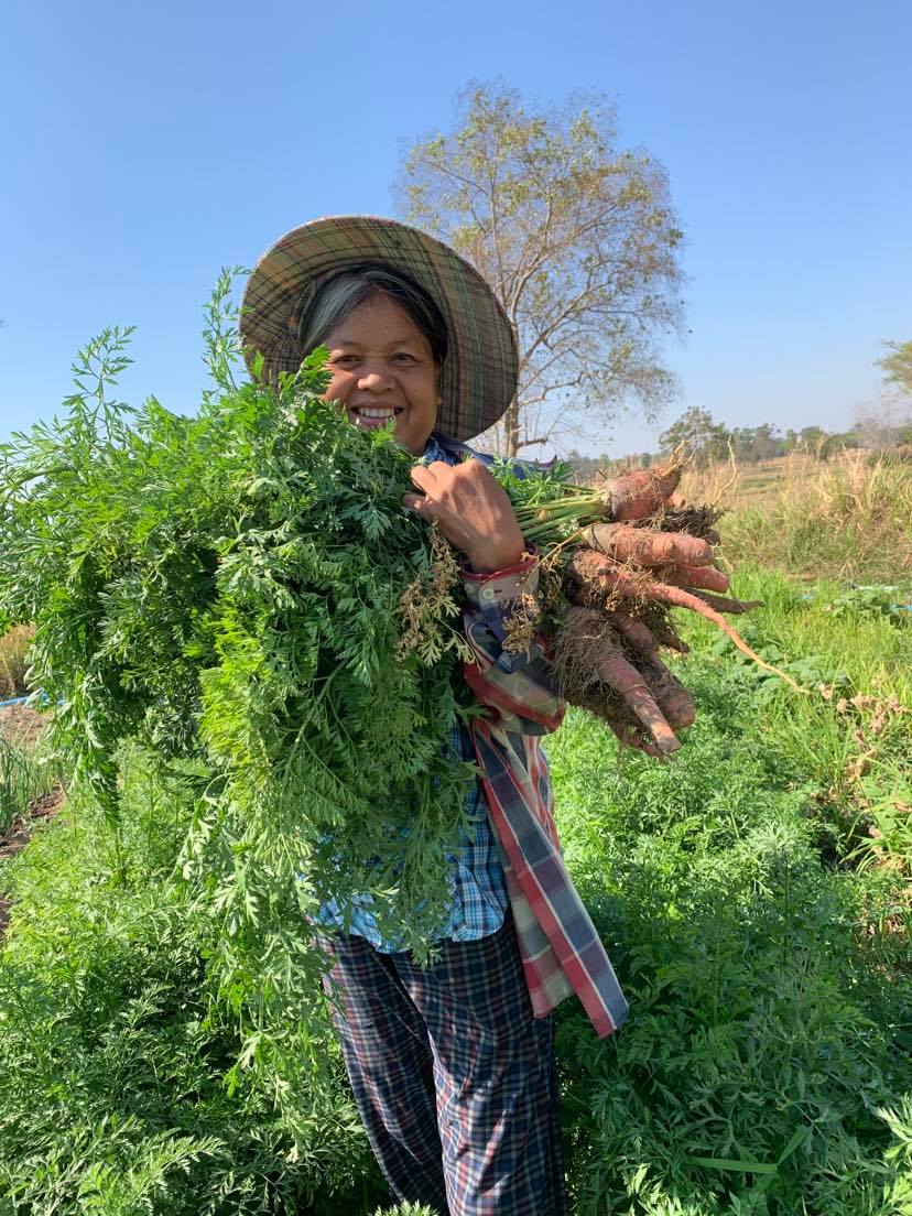 แครอท รวม 1 กก. แครรอทอิรทีย์ 100% บ้านสวนพราวตะวัน