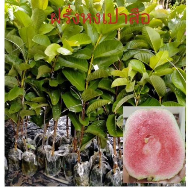 🍏#ต้นฝรั่งหงเปาสือ ฝรั่งใส้แดงอร่อย หวานฉ่ำฟินๆ🥰
