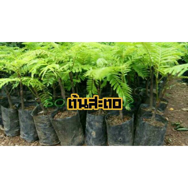 ต้นสตอป่า ติดตา ขนาด 40-60 ชม.