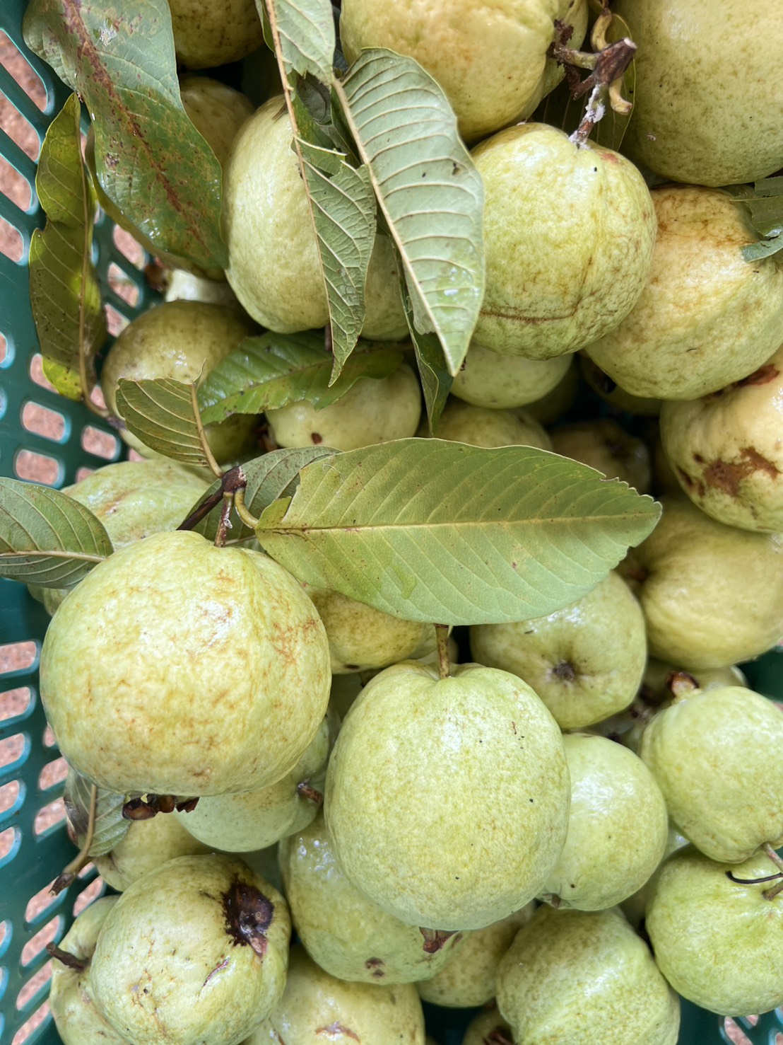 จัดโปร ฝรั่ง 5กก. ออกพรรษา รวมส่ง199บ. ฝรั่งไร้สารพิษ