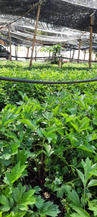 จิงจูฉ่าย ออร์แกนิค 500 กรัม