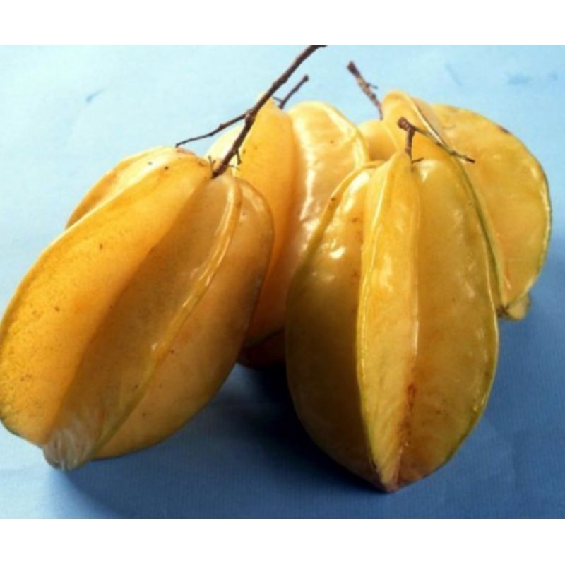 💢#ต้นมะเฟืองหวานB17 ผลไม้ประโยชน์เยอะ พร้อมลงปลูกต่นสวยค่ะ