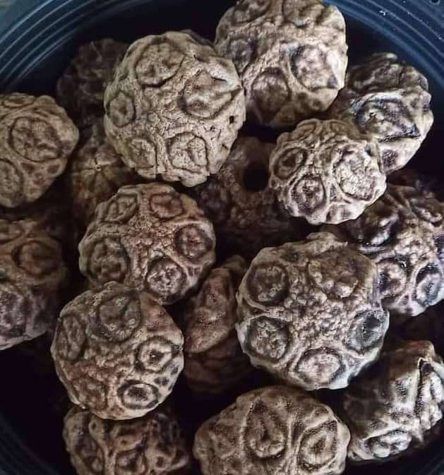 #ต้นพระเจ้าห้าพระองค์ ไม้ยืนต้นมีประวัติ ต้นไม้ศักดิ์สิทธิ์ ที่คนสายมูต้องรู้จัก ชุด 2 ต้น