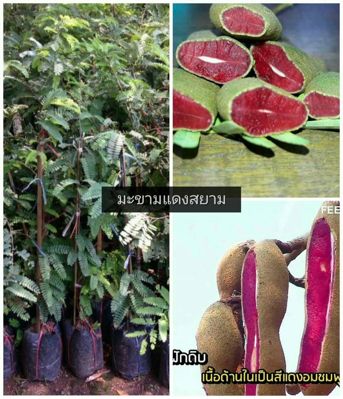 ต้นมะขามแดงสยาม