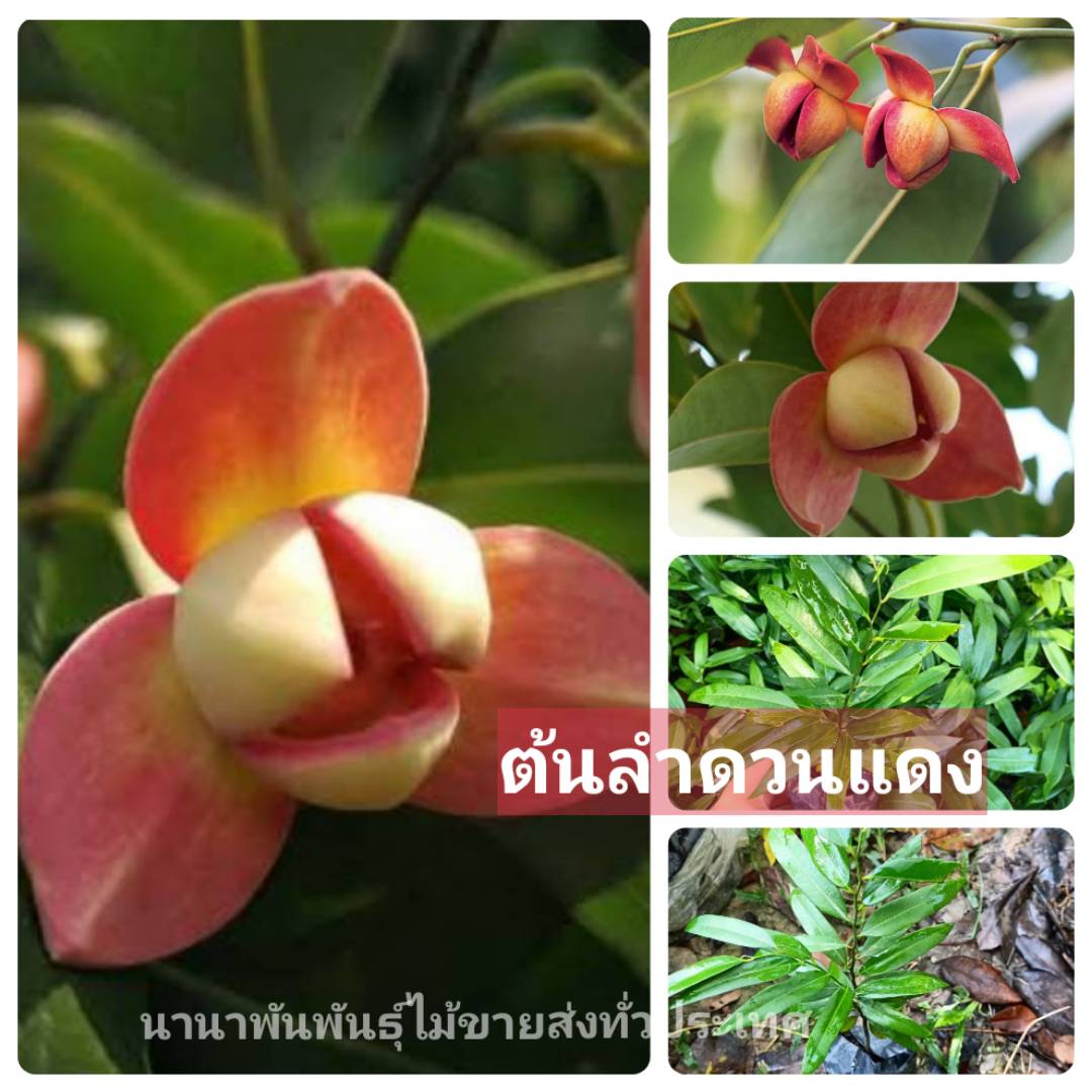 🌺"ลำดวนแดง” นับเป็นพันธุ์ไม้พื้นเมืองที่หายาก