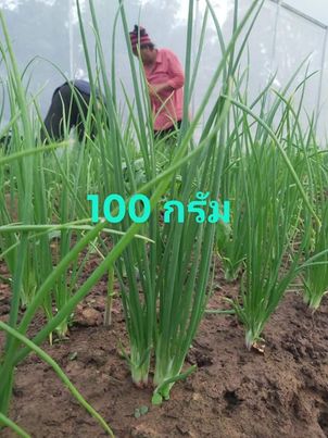 ต้นหอมสด 100 กรัม