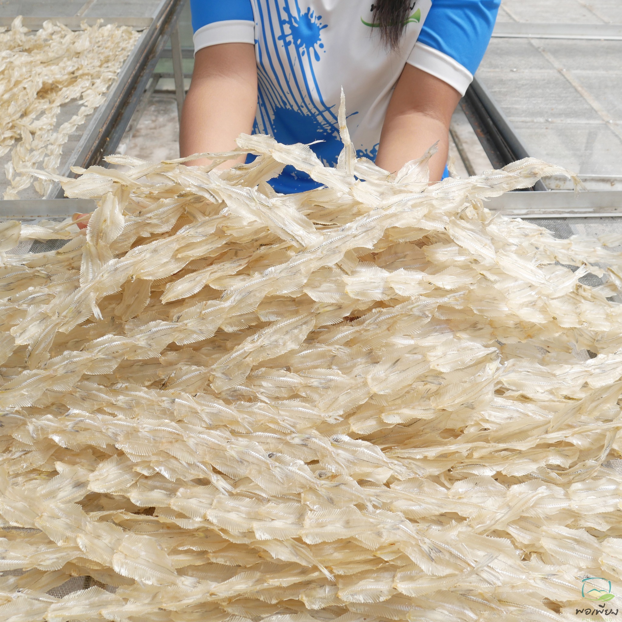 ปลาเกล็ดขาวผ่า ตากแห้ง สั่งทำพิเศษ