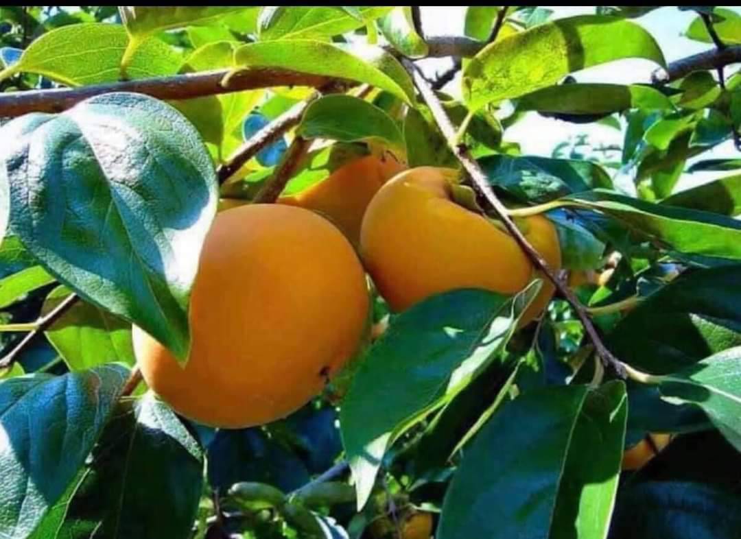 ต้นพลับฟู่ยู่ เสียบยอด