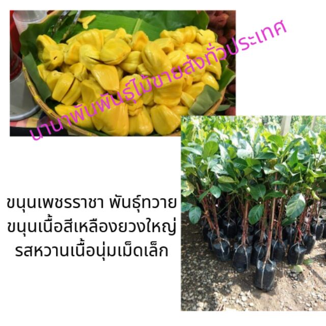 ต้นขนุนเพชรราชา ขนุนเพชรราชาพันธุ์ทวายขนุนเนื้อสีทองยวงใหญ่รสหวานเนื้อนุ่มเมล็ดเล็ก แม่ค้านิยมนำมาขาย