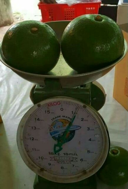 ต้นอะโวคาโด บูธ7 เสียบยอดสวยๆ