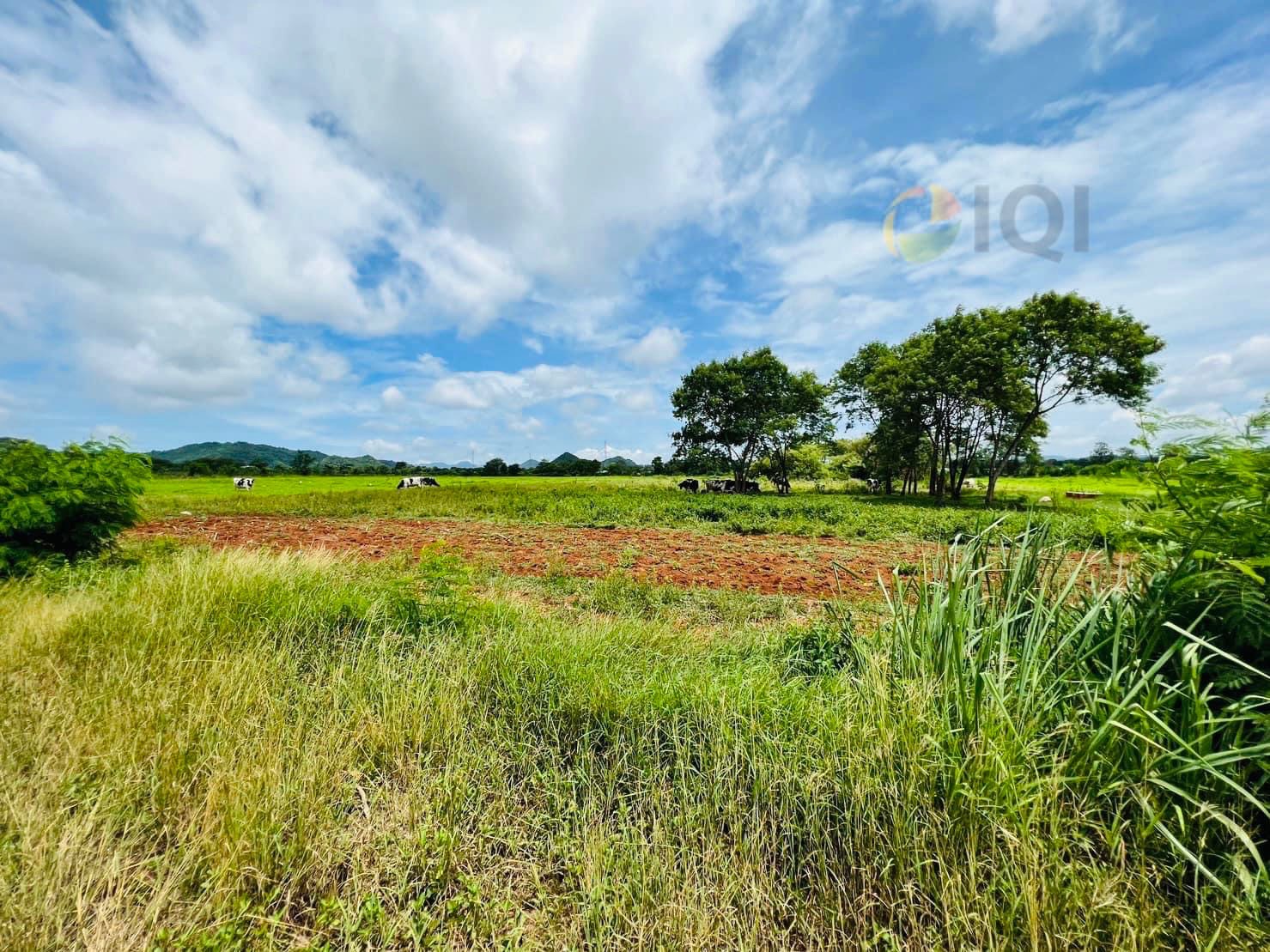 ขายที่ดิน วิวภูเขา เนื้อที่ 5ไร่ 2 งาน 81 ตารางวา ฮวงจุ้ยมังกรหลังพิงเขา