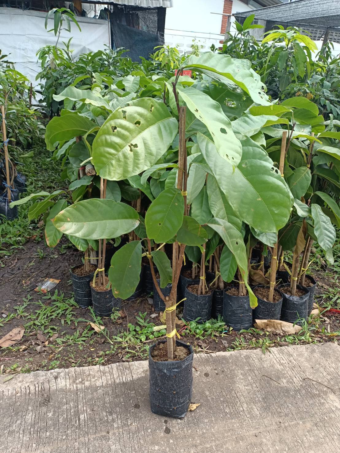 #ต้นเกาลัดไทย ต้นทาบ รสชาดหวานมันอร่อย