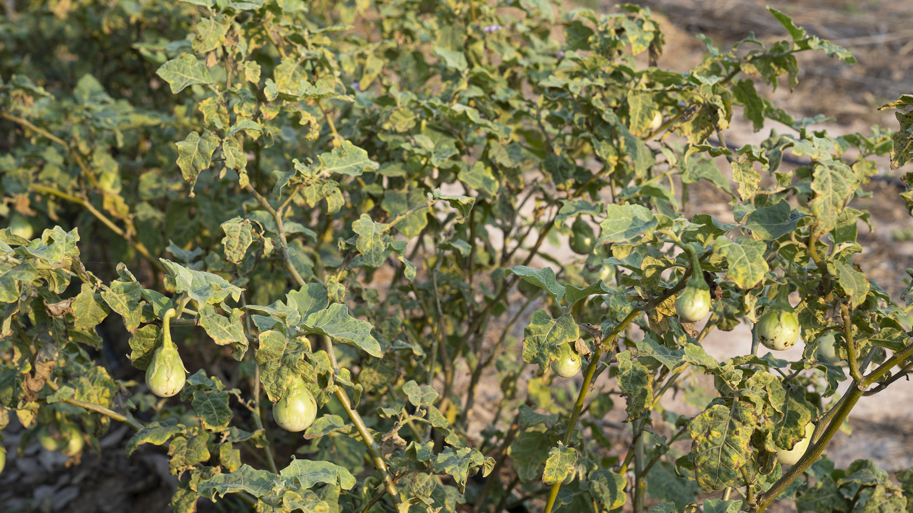 มะเขือแกงเขียวหวาน (มะเขือเปราะ) บรรจุ 500กรัม