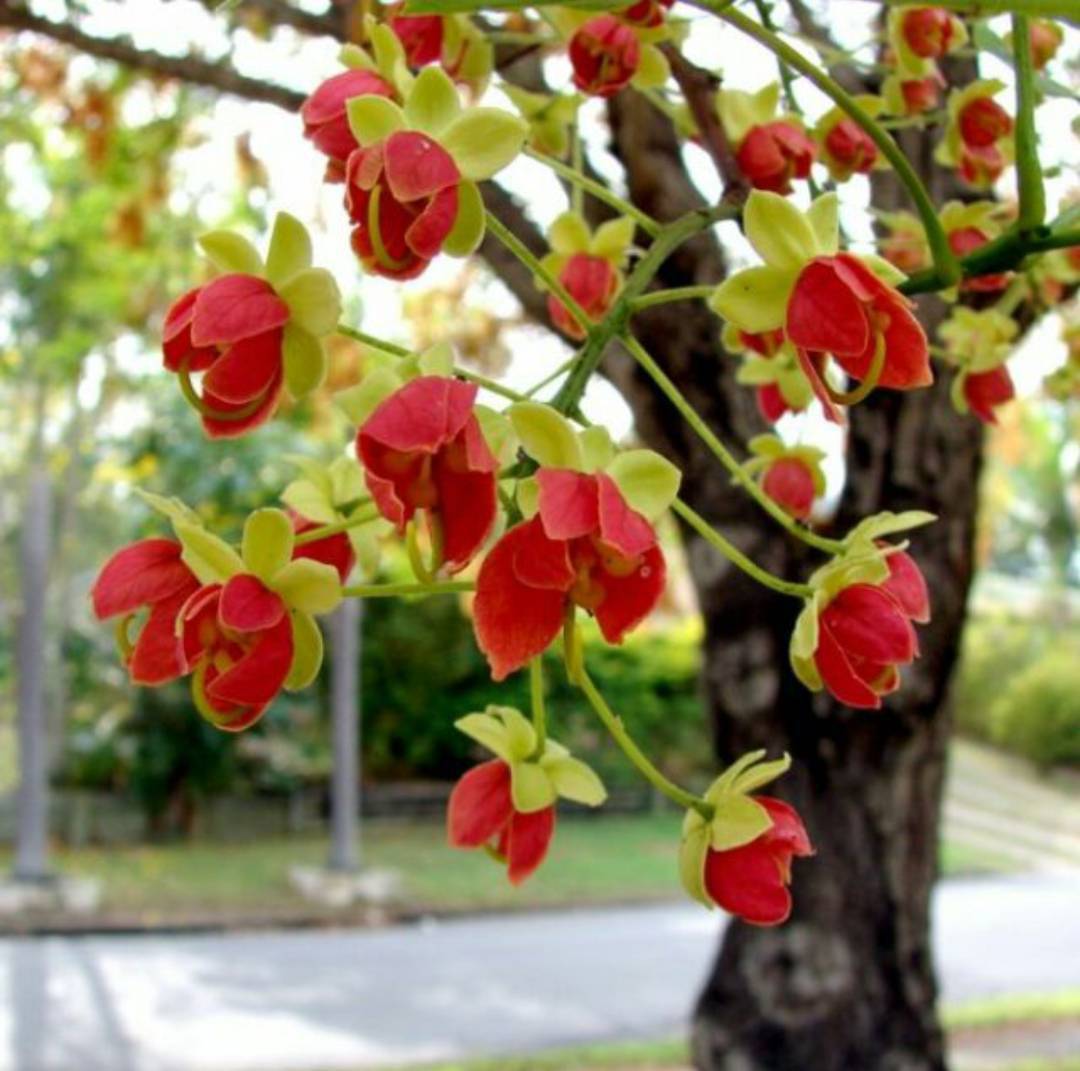 📌📌 ต้นคูนแดง📌📌 คูนแดง ลำต้นโตสวยมากคะ “คูนแดง” มีถิ่นกำเนิดจาก ประเทศออสเตรเลีย