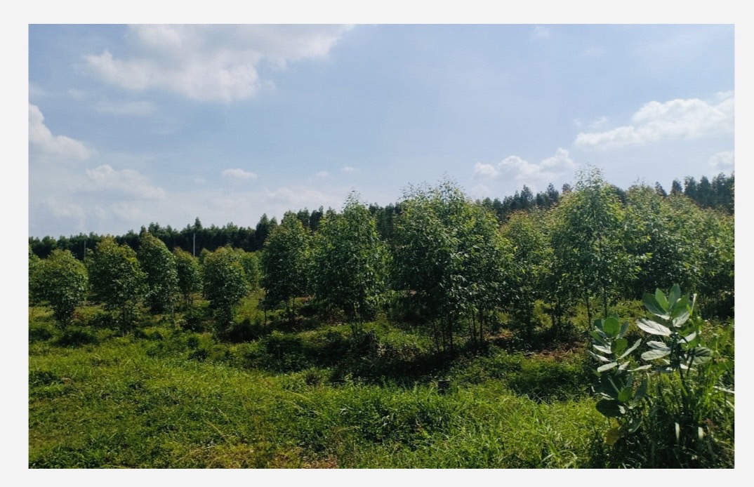 ขายที่ดิน 9-1-55 ไร่ อำเภอศรีมหาโพธิ ปราจีนบุรี ที่ดินติดถนนสองด้าน