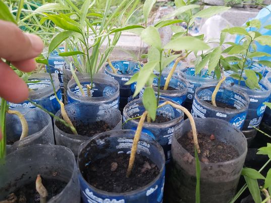 ต้นกล้าผักหวานป่า