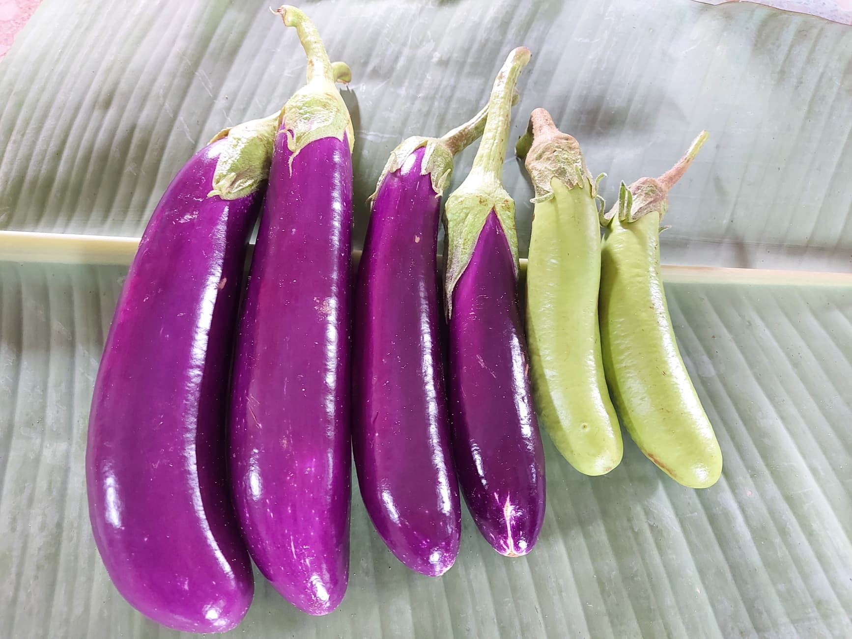 มะเขือยาวอินทรีย์ บรรจุ500กรัม