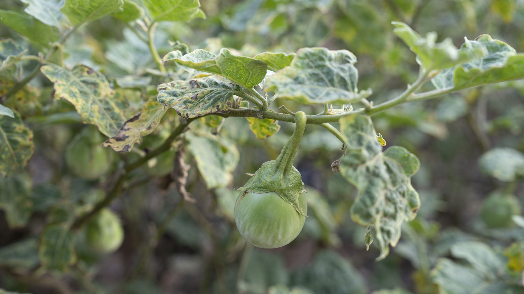 มะเขือแกงเขียวหวาน (มะเขือเปราะ) บรรจุ 500กรัม