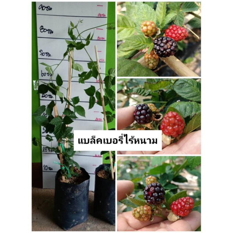 ต้นแบล็คเบอรี่ไร้หนาม ให้ผลผลิตไวปลูกง่าย พร้อมลงปลูกคะ