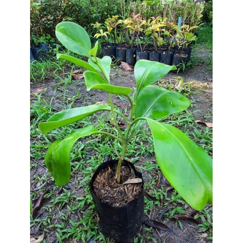 #แก้วมุกดา ดอกเธอช่างหอม มากมาย คู่ควรสำหรับบ้านคุณ