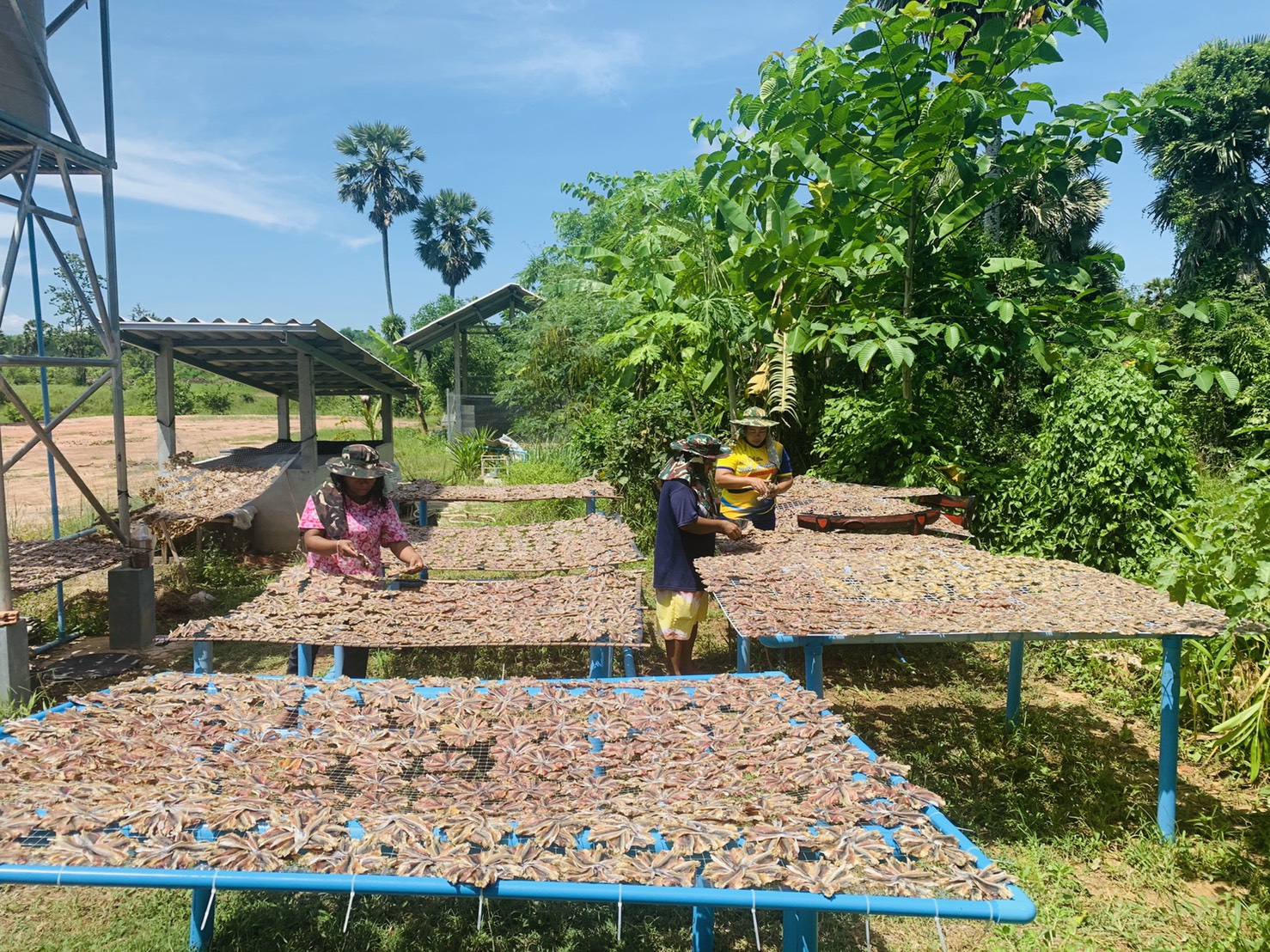 ปลาหัวโม่งแห้ง ครึ่งกิโล