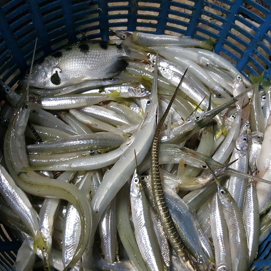 ปลาโทงเลาะก้าง