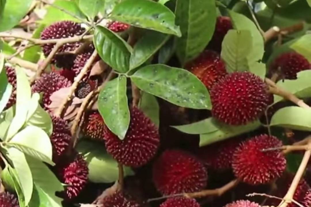 ต้นเงาะลิ้นจี่ ไม้แปลกสามารถปลูกในไทยให้ผลแล้ว