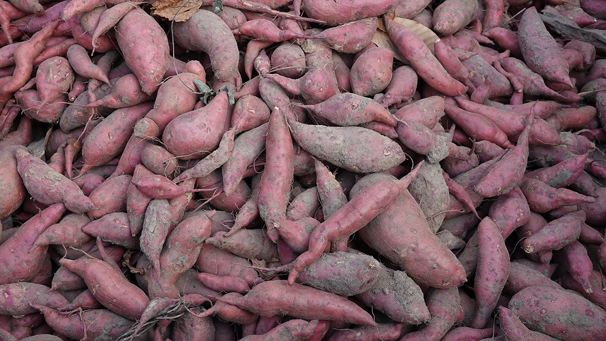 มันญี่ปุ่นอินทรีย์ "โอกินาว่า" อินทรีย์100%