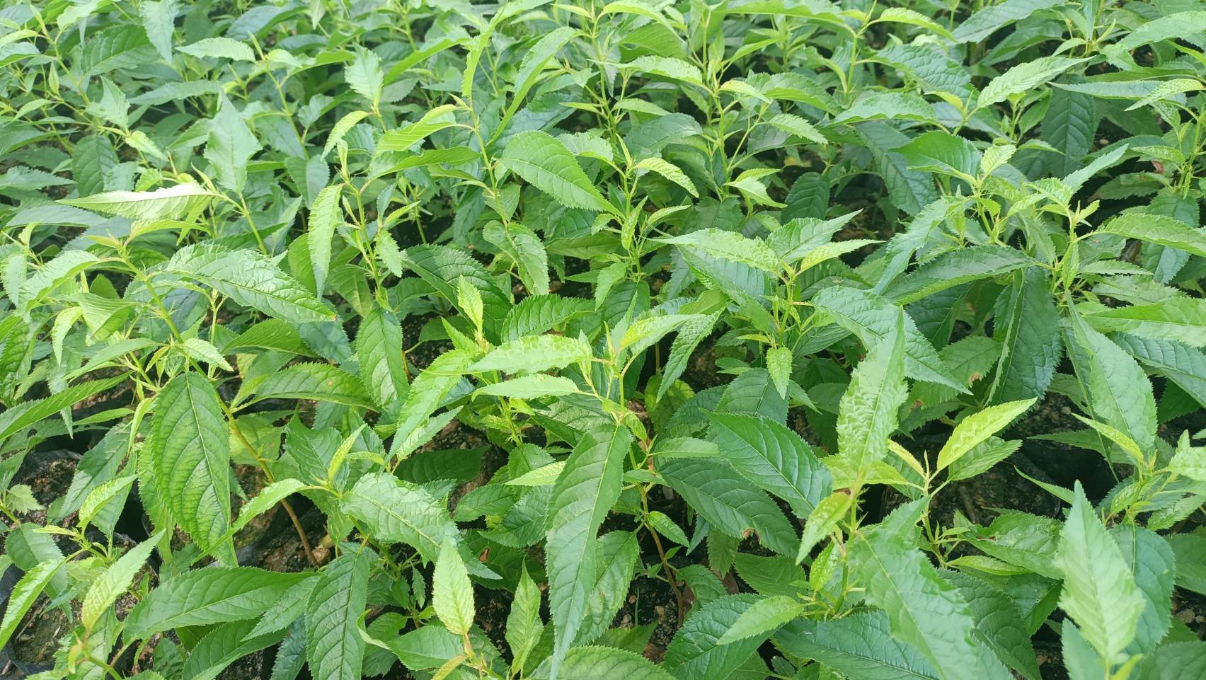 ต้นพญาเสือโคร่ง ซากุระเมืองไทย