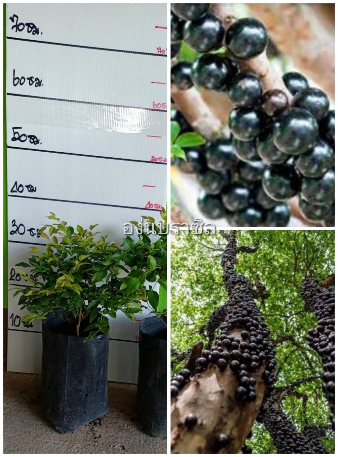 ต้นองุ่นบราซิล ต้นเพาะเมล็ด ปลูกและโตในไทยได้แล้ว ต้นพันธุ์พร้อมส่งคะ