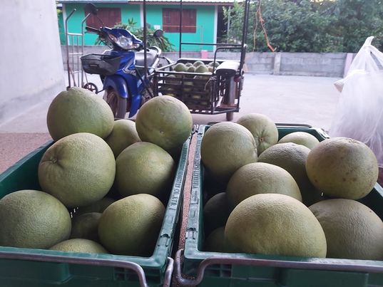 ส้มโอ ไร้สารพิษ100% 1 ก.ก.