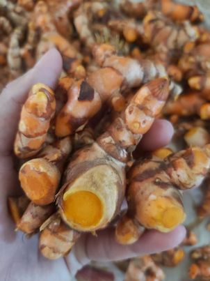 ขมิ้นสด 500กรัม