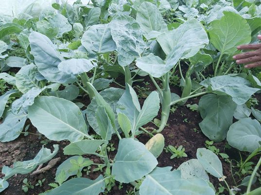 ผักคะน้าออร์แกนิค 100% บรรจุ 1,000 กรัม