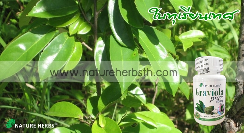 ใบทุเรียนเทศ 100% ชนิดแคปซูล 2 กระปุก แถม ชาใบทุเรียนเทศ ขนาด 5 ซอง 1 ห่อ