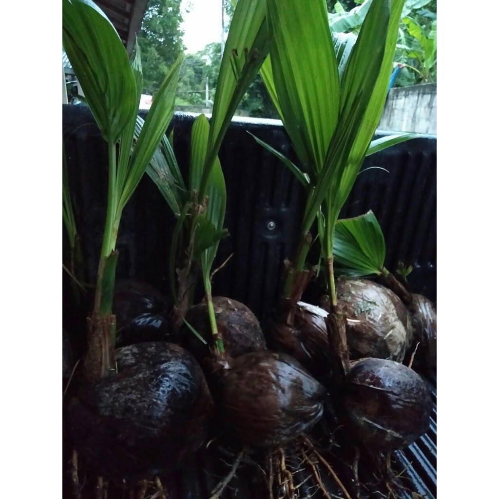 #ต้นมะพร้าวน้ำหอมพันธุ์เตี้ย มะพร้าวน้ำหอมบ้านแพ้ว