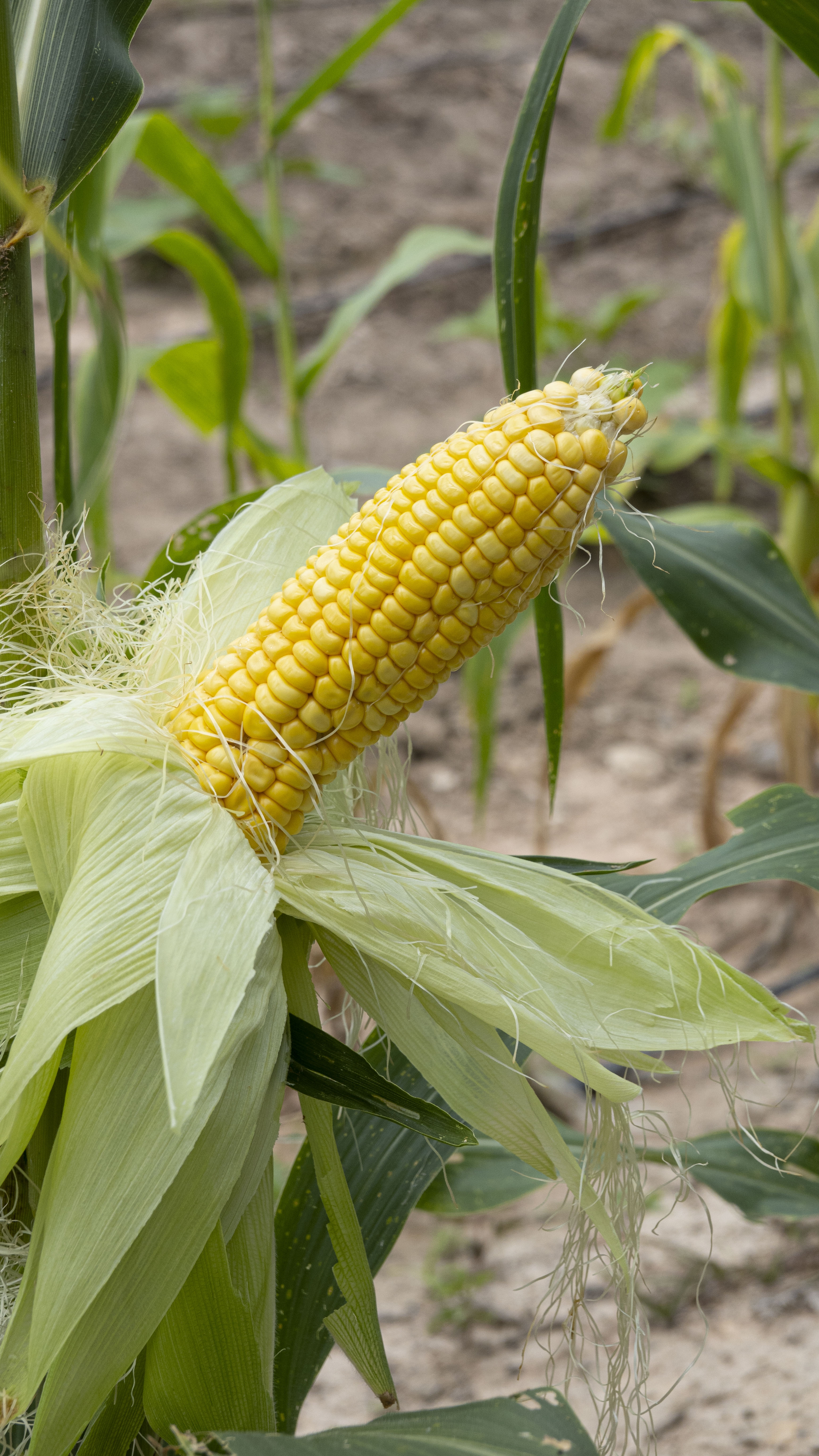 ข้าวโพดหวานอินทรีย์ไร้สารพิษ