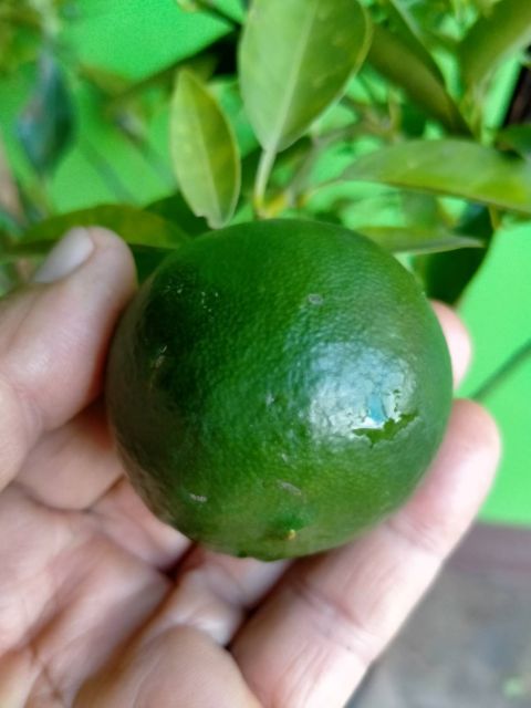 🍊#ส้มเกลี้ยง ส้มโบราณหายาก ปลูกง่ายตายยาก พร้อมเสริฟค่ะ