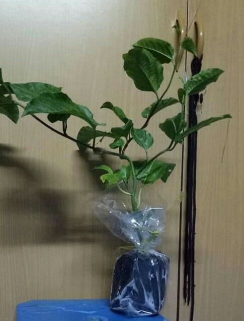 ต้นเสาวรส พันธุ์สีม่วง(รสหวาน)