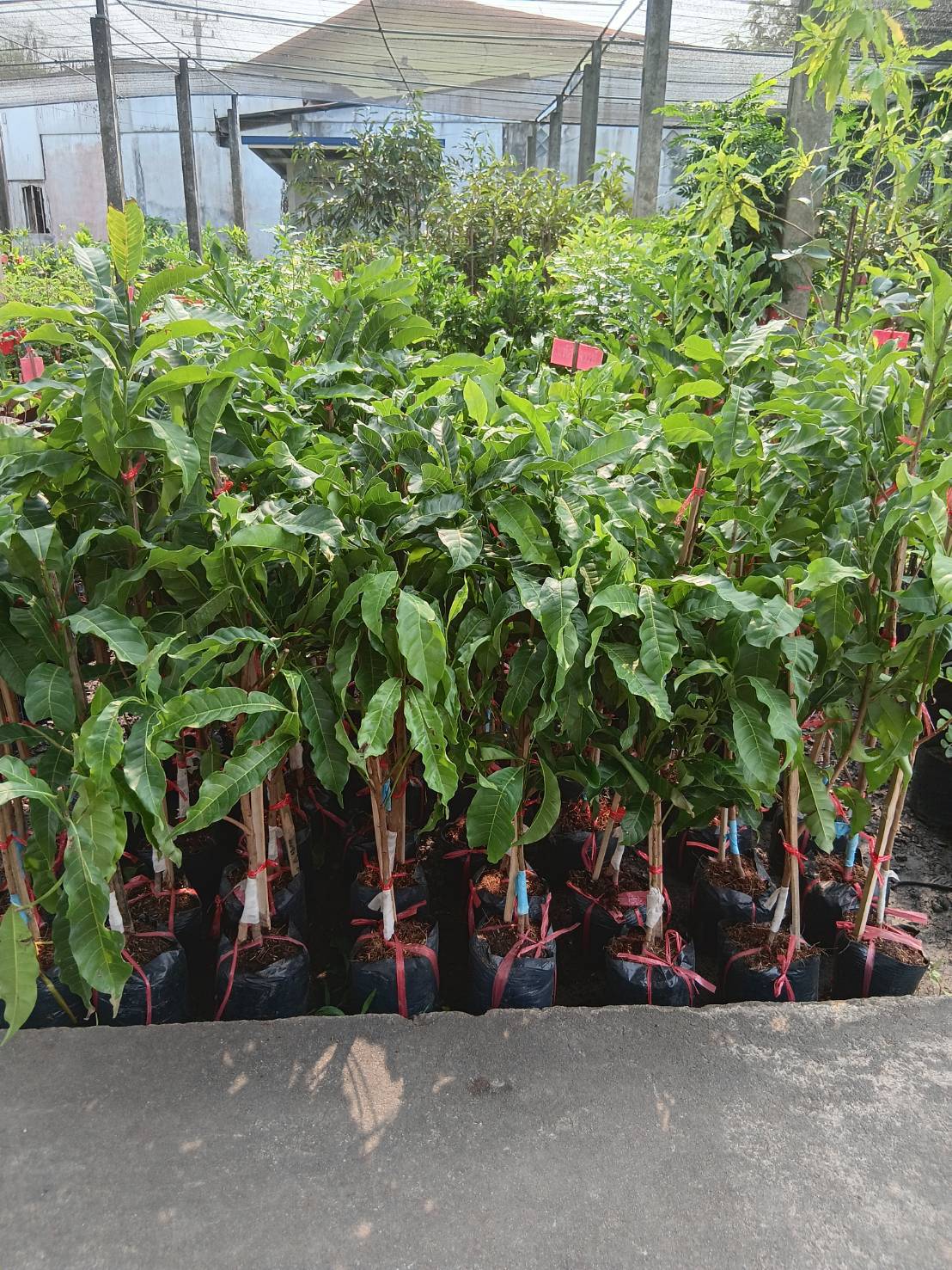 ต้นอะบิวตงมี่ใต้หวันทาบกิ่งขนาด 70-80 cm