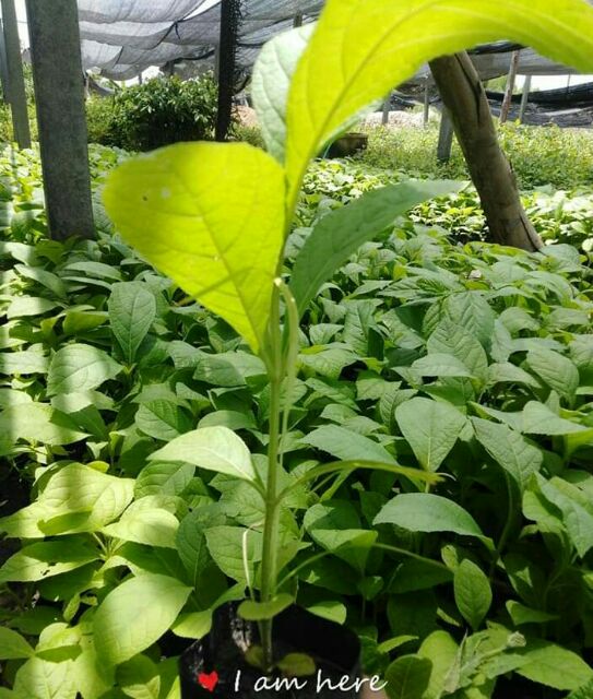 ต้นสักทอง ขนาด20-30 ชม.