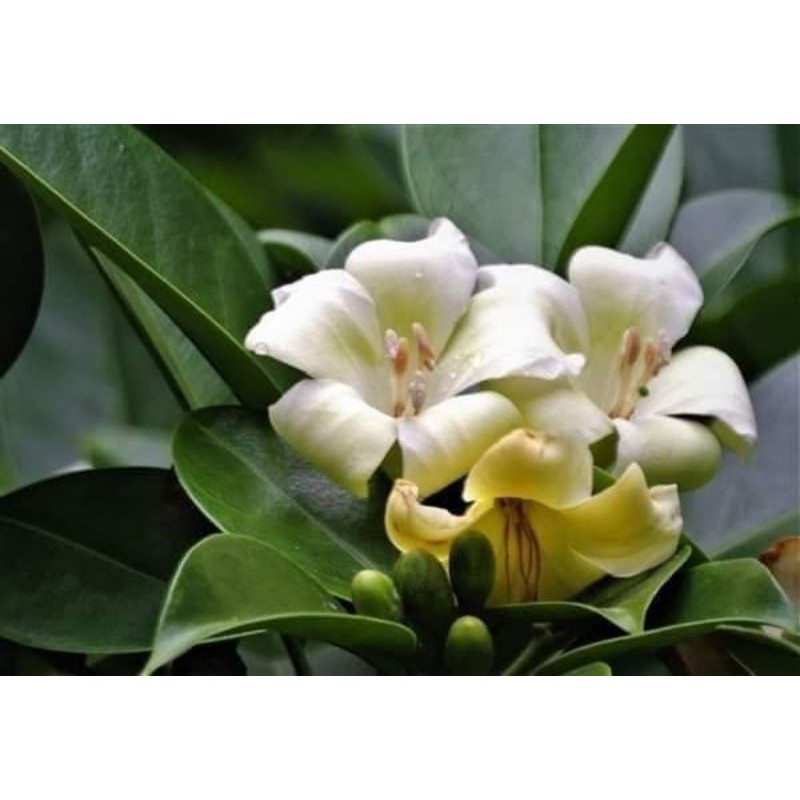 #แก้วมุกดา ดอกเธอช่างหอม มากมาย คู่ควรสำหรับบ้านคุณ