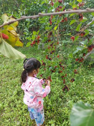 มัลเบอร์รี่ , ลูกหม่อน สด 1,000 กรัม