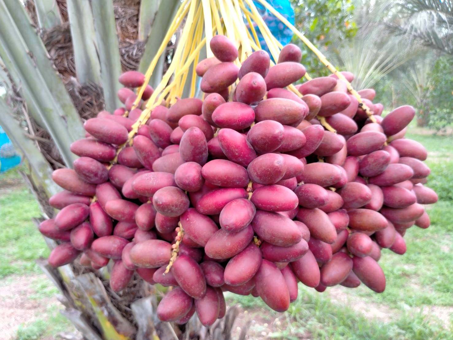 💢#ต้นอินทผาลัมสด เดกเลทนัวร์ " Date Palm : Deglet Nour "