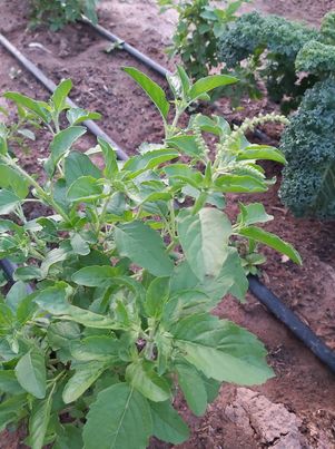 กระเพรา 100 กรัม