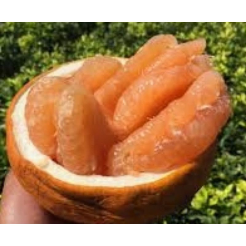 🍊#ต้นส้มโอทองสยาม#ส้มโอจักรพรรดิ์ ผลใหญ่เนื้อหวาน ยอดต้นสวย