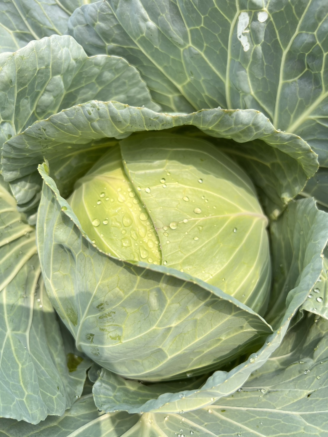 กระล่ำอินทรีย์หัวเล็กๆ 0.5-1 กก.