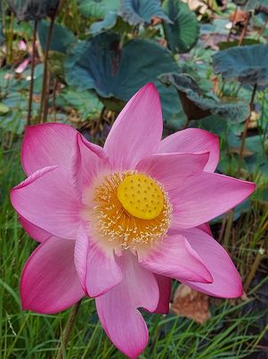 ฝักบัวสดพันธุ์พื่้นบ้าน 9-10 ฝัก หอมหวาน อร่อยมากคคับ