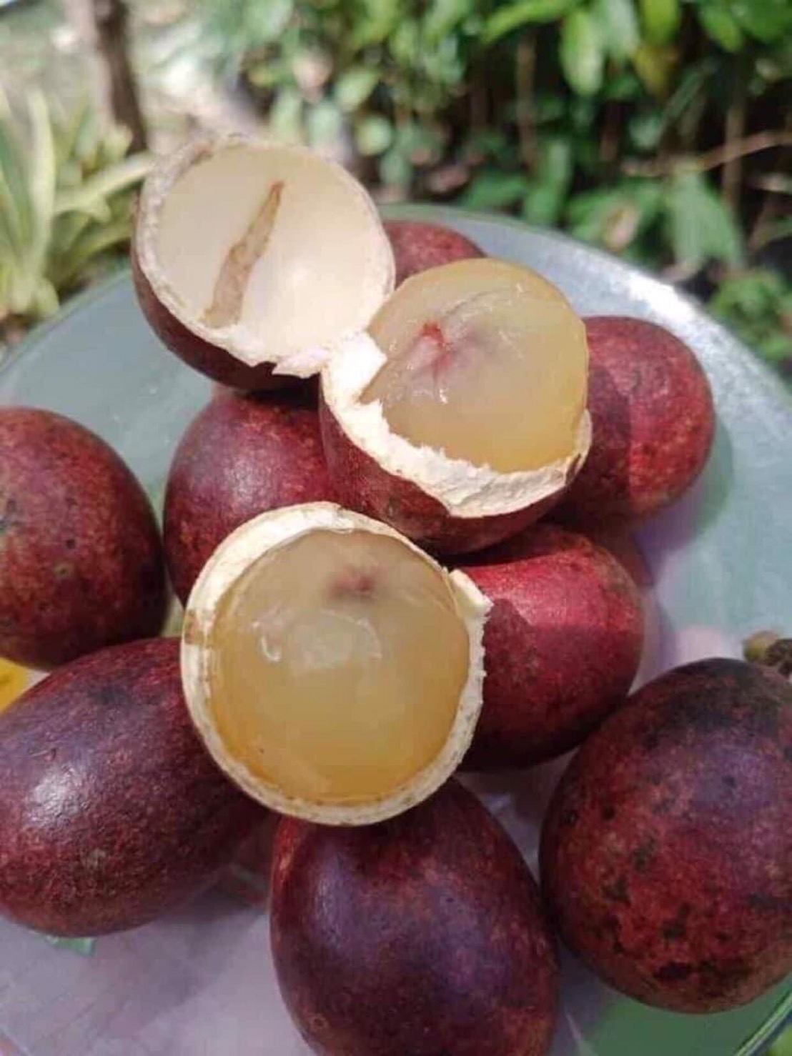 💜ต้นลำใยคริสตัล แปลกรสชาดลำใย+ลิ้นจี่ กลิ่นทุเรียน ต้นพร้อมปลูกให้ผลไว