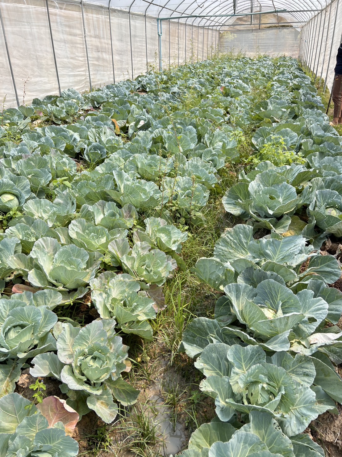 กระล่ำอินทรีย์หัวเล็กๆ 0.5-1 กก.