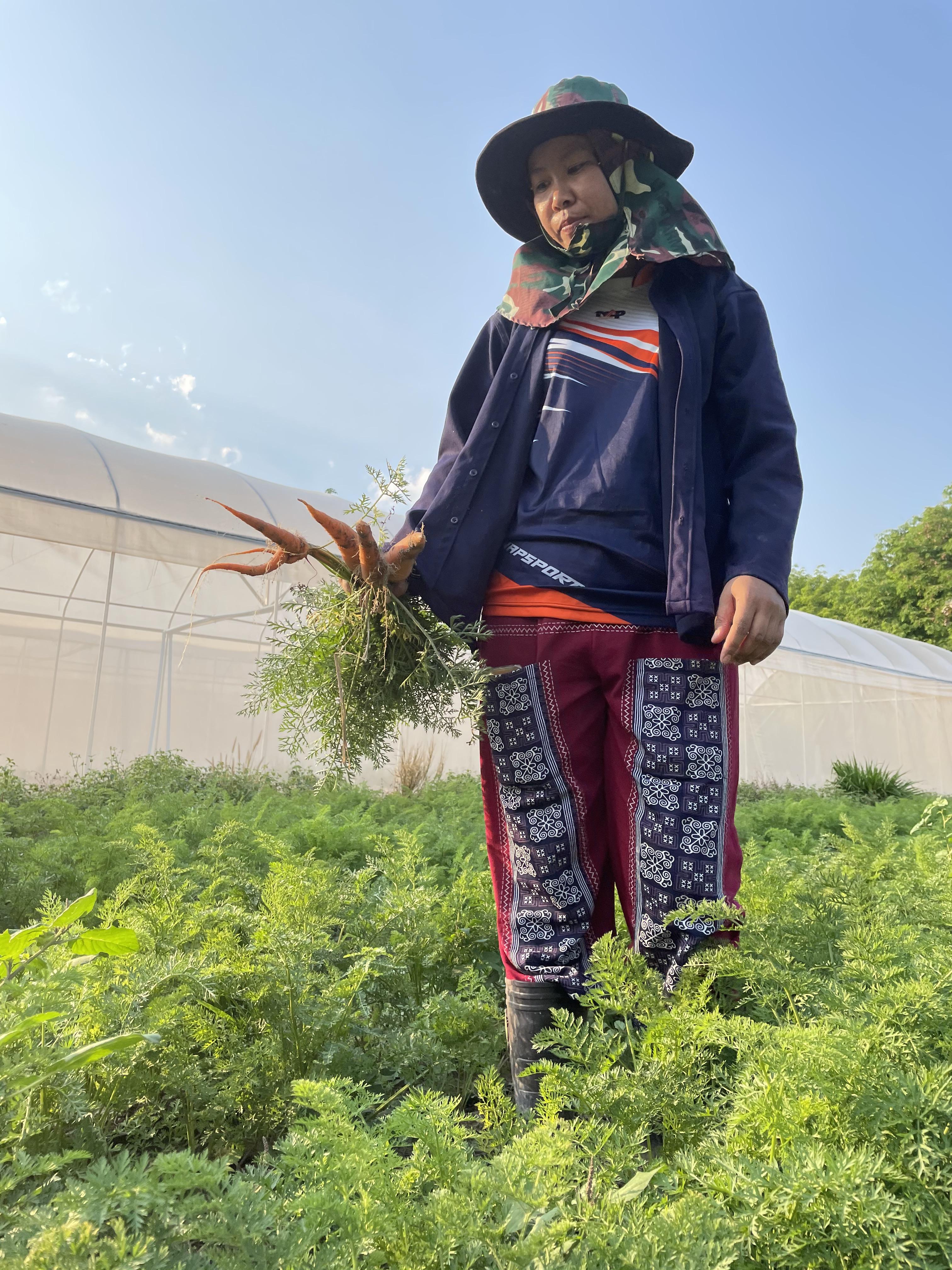 เบบี้แครอท Baby Carrots (ผักสด Sizeขนาดกลาง) บรรจุ 500กรัม